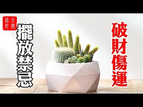 仙人掌防小人|戴尾戒也防不了！4個讓你狂招小人的辦公桌風水，養。